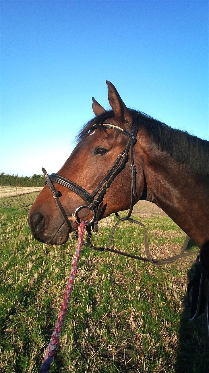 Dansk Varmblod Ildzjæl Firfod  billede 3