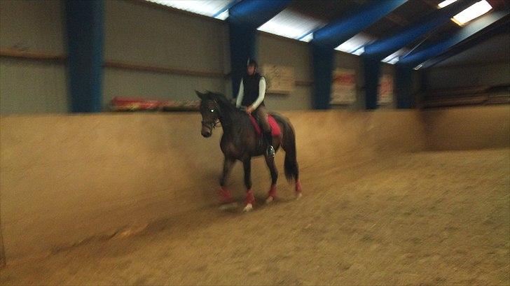 Dansk Varmblod Ildzjæl Firfod  billede 4