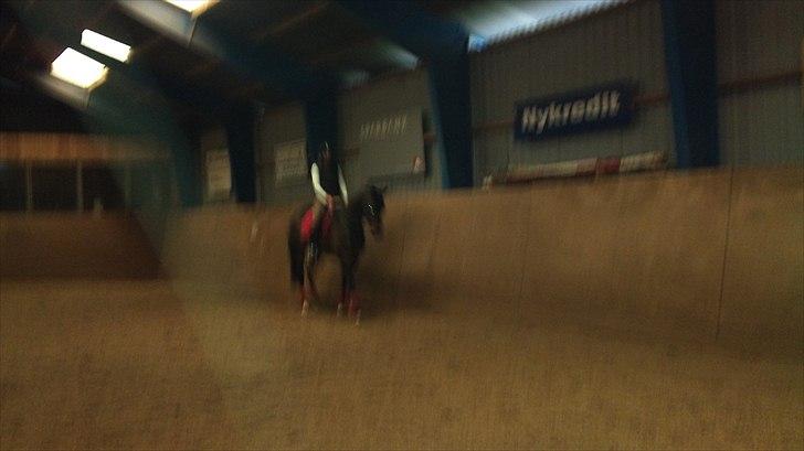 Dansk Varmblod Ildzjæl Firfod  billede 5