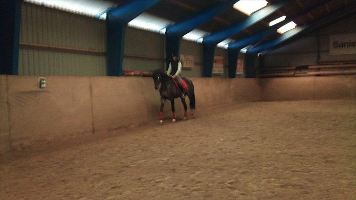 Dansk Varmblod Ildzjæl Firfod  billede 6