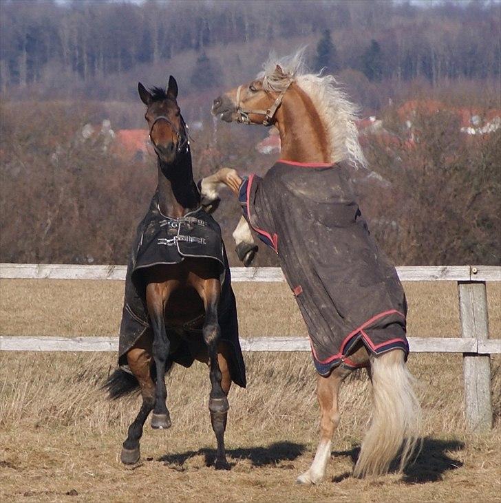 Haflinger STACHUS - Pas på! vi er nogle vilde drengerøve! ;) billede 15
