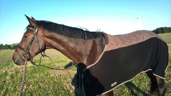 Dansk Varmblod Ildzjæl Firfod  billede 7
