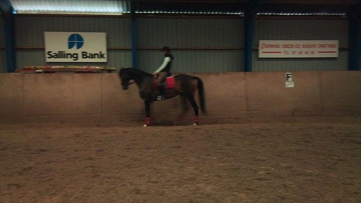 Dansk Varmblod Ildzjæl Firfod  billede 8