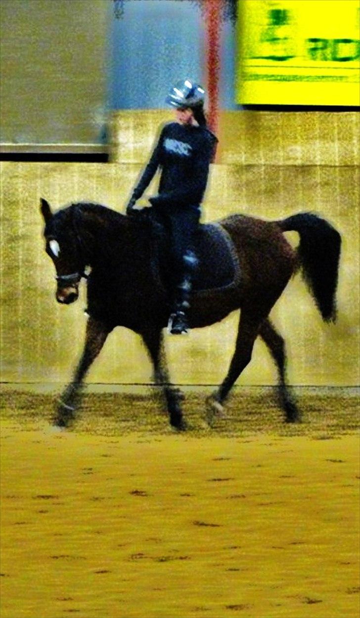 DSP Mon Cherie (SOLGT) - Dressur træning D. 19/11-10   taget af Birgitte Bentzen. billede 1