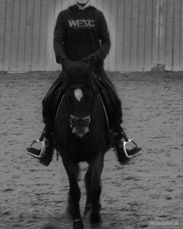 DSP Mon Cherie (SOLGT) - Dressur træning D. 19/11-10   taget af Birgitte Bentzen. billede 2