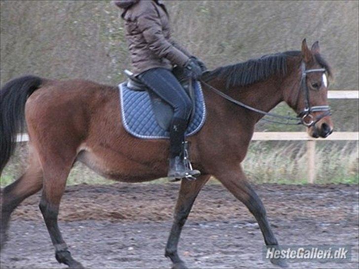 DSP Mon Cherie (SOLGT) - Første gang jeg var på ryggen af hende,. billede 4