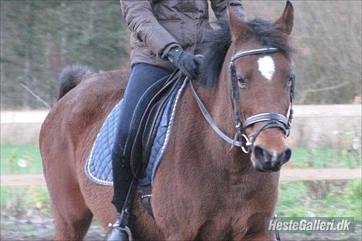 DSP Mon Cherie (SOLGT) - Første gang jeg var på ryggen af hende,. billede 5