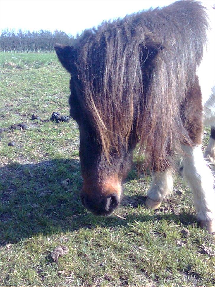 Shetlænder snøvsi  billede 19