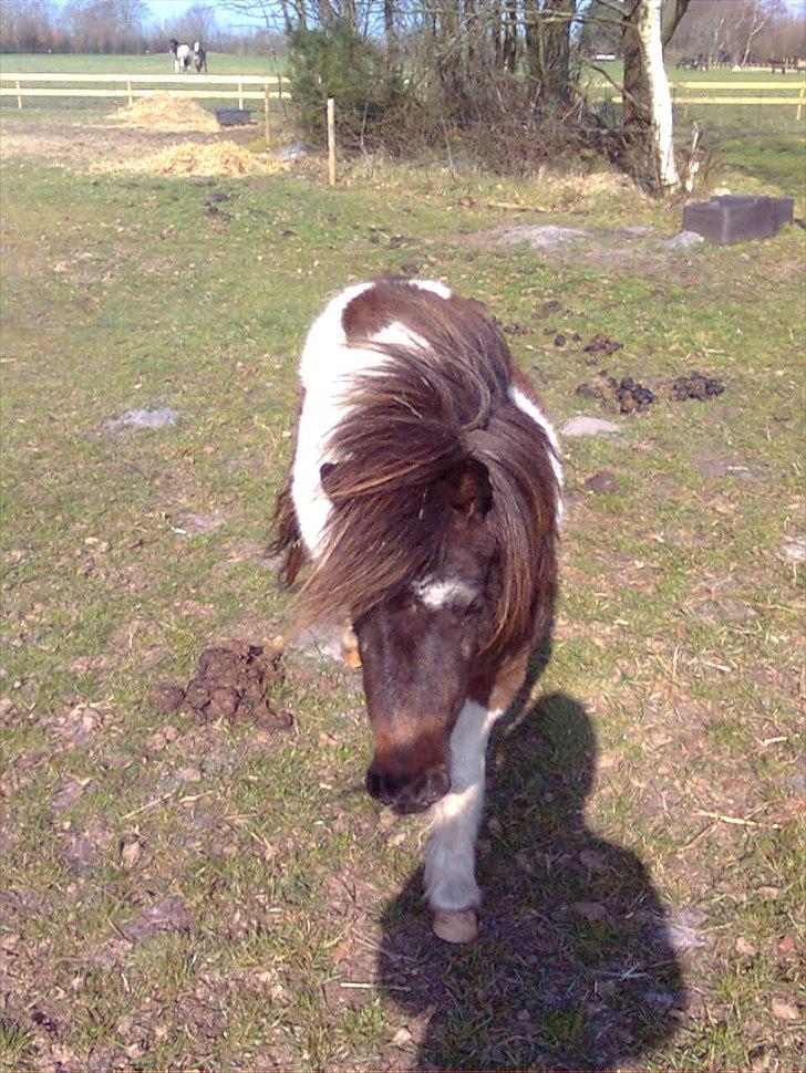 Shetlænder snøvsi  billede 20