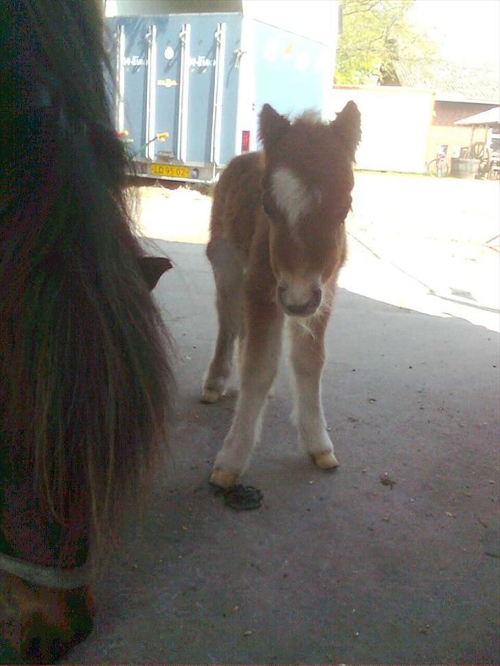 Miniature Filur billede 20