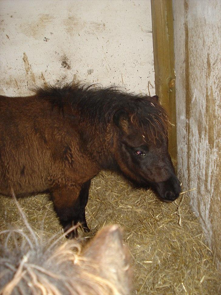 Shetlænder Chanell billede 1