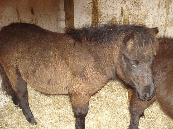 Shetlænder Chanell billede 2