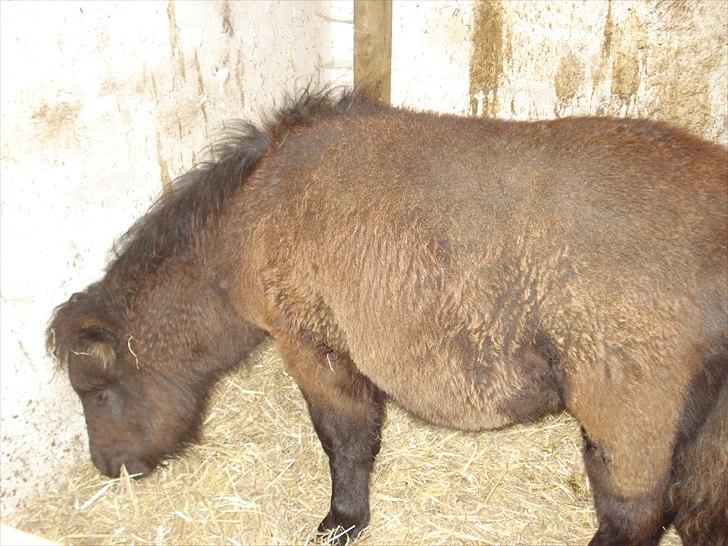 Shetlænder Chanell billede 3