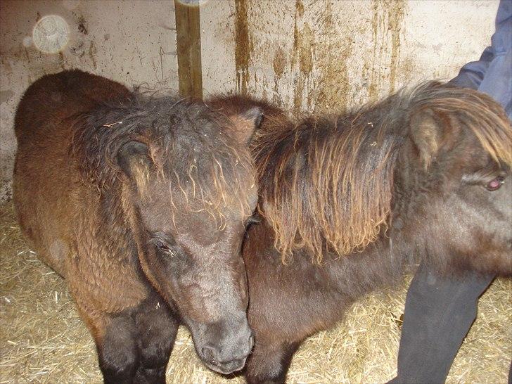 Shetlænder Chanell billede 4