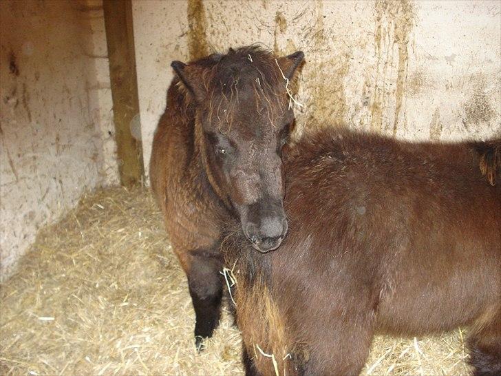 Shetlænder Chanell billede 5