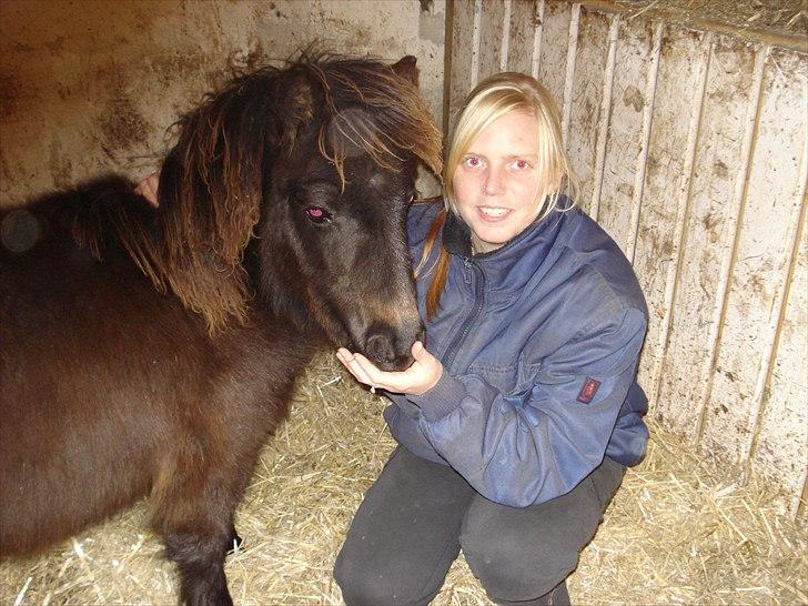 Shetlænder Annabell billede 1