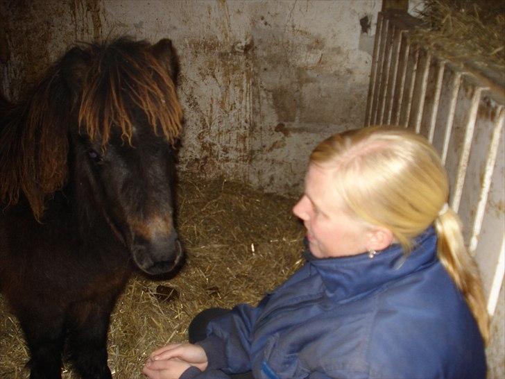 Shetlænder Annabell billede 2