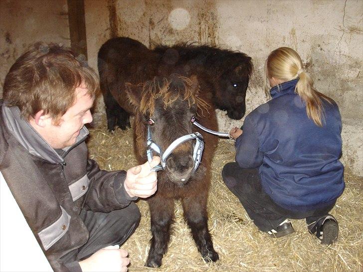 Shetlænder Annabell billede 3
