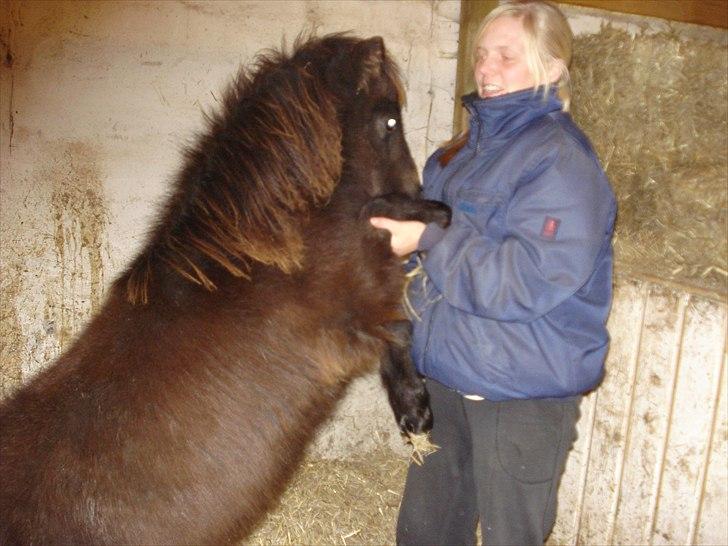 Shetlænder Annabell billede 4