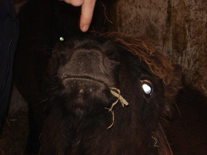 Shetlænder Annabell billede 5