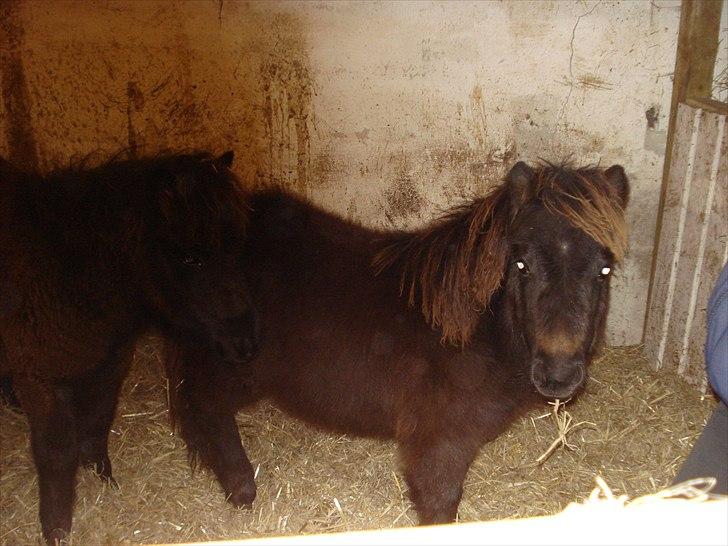 Shetlænder Annabell billede 6