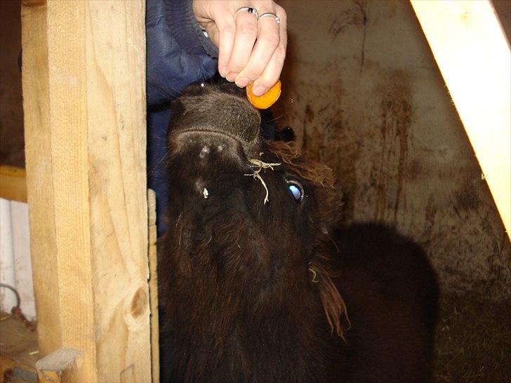 Shetlænder Annabell billede 7