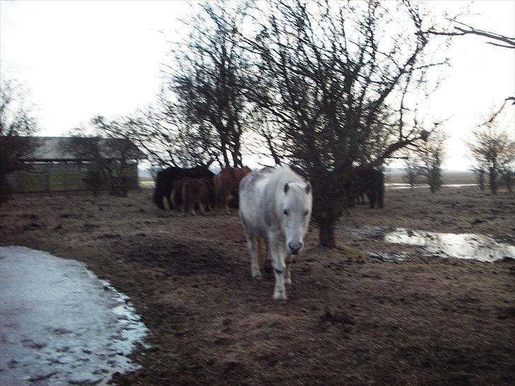 Anden særlig race Sif - Min gråbrogede pony xD billede 9