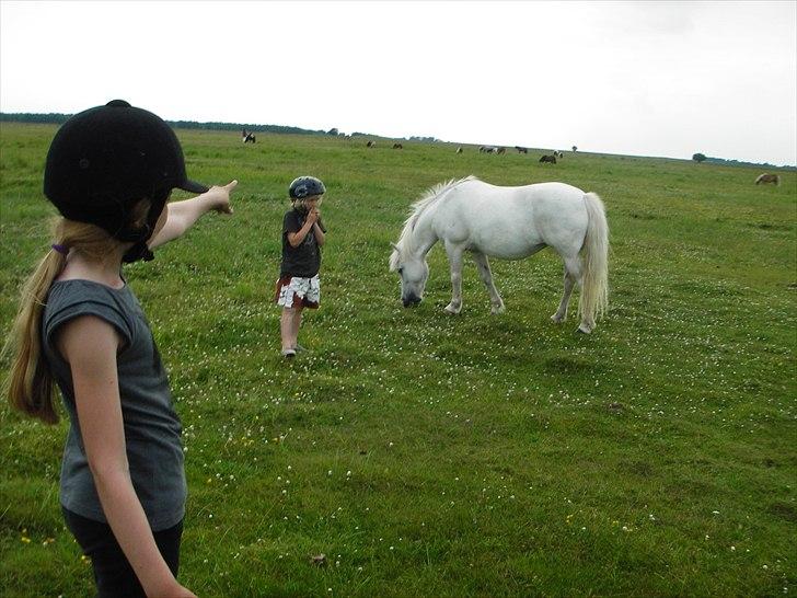 Anden særlig race Sif - Ja der står jeg så og pejer på skønheden xD  billede 10
