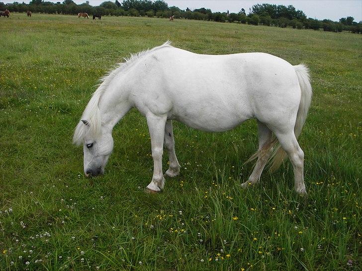 Anden særlig race Sif - Miin ponz! billede 11