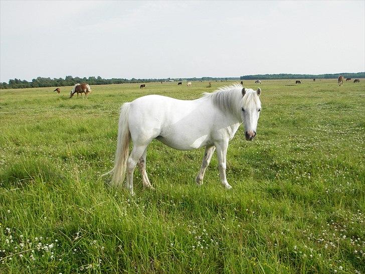 Anden særlig race Sif - Smuk, Smukkere, Smukkest! billede 12