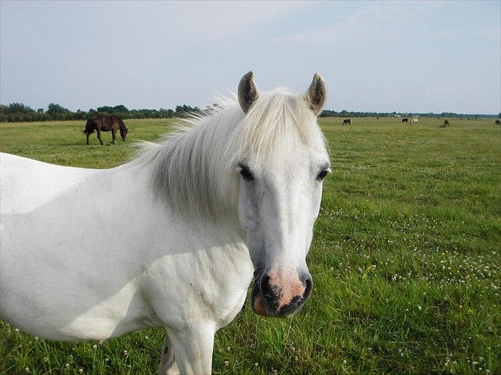 Anden særlig race Sif - Elsker det her billede! Hun er bare så smuk! billede 13
