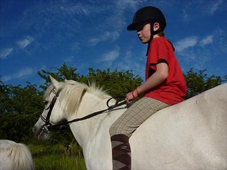 Anden særlig race Sif - Sif er på eridelejr :-) (Det er ikke mig der rider hende men en jeg kender og jeg må godt bruge billedet!) billede 14