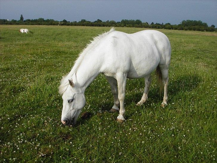 Anden særlig race Sif - Og mere græs :D billede 16