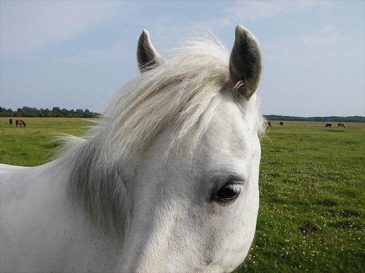 Anden særlig race Sif - Smuuke øjne! billede 17