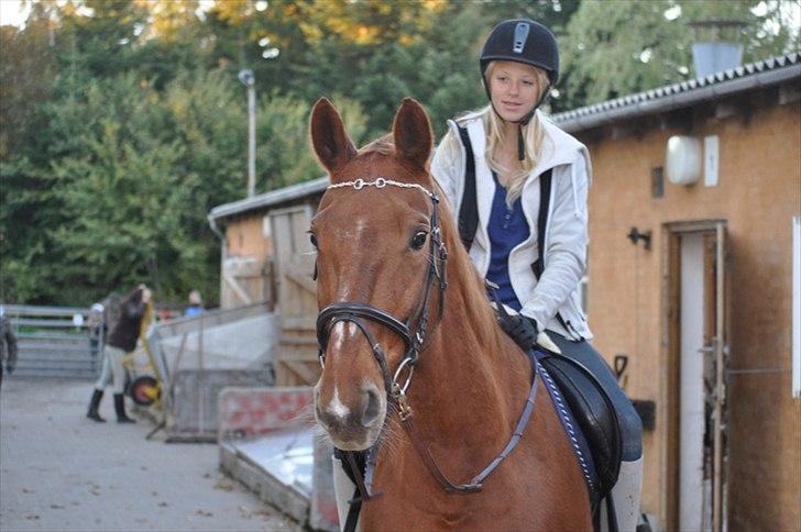 Dansk Varmblod Bijou - R.I.P. min skat! <3 - skal vi ud og gå tur!? :o  billede 3