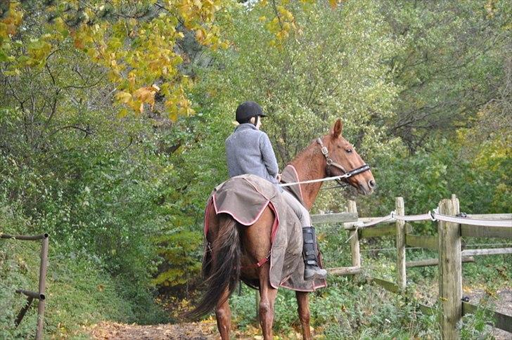 Dansk Varmblod Bijou - R.I.P. min skat! <3 billede 4