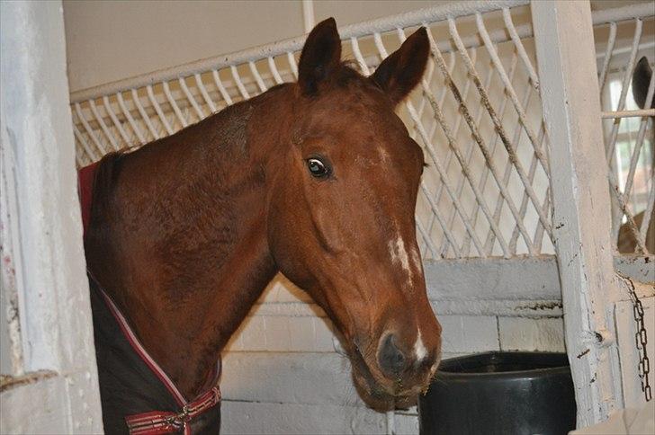 Dansk Varmblod Bijou - R.I.P. min skat! <3 - så fin hun er! :) <3 billede 5