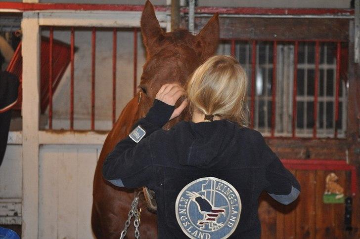 Dansk Varmblod Bijou - R.I.P. min skat! <3 - årh mit eget lille nussehoved! <3 billede 6