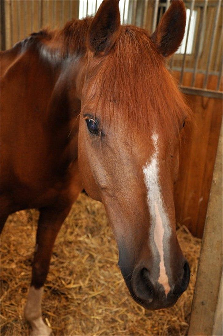 Anden særlig race Diablo billede 11