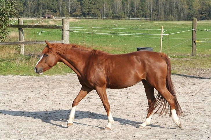 DSP Pour Lady billede 11