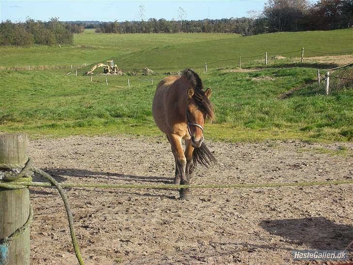 Anden særlig race Toullée <3 [ Tidl. hest ] - AJ foto.     - hos gamle ejer. billede 11