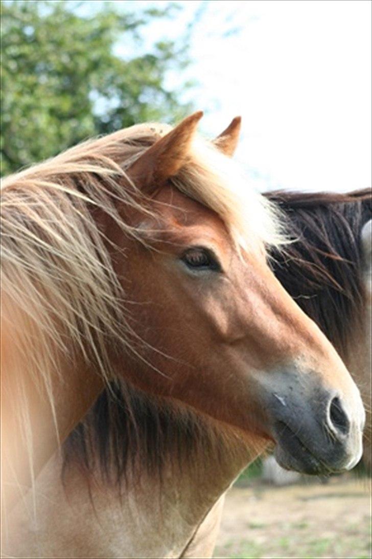 Islænder Sindri fra Teigar - Sindri af Teigar, 2 år. billede 1