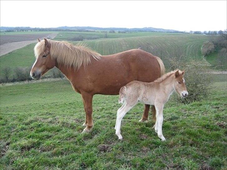 Islænder Sindri fra Teigar - Sindri 2 dage. billede 2