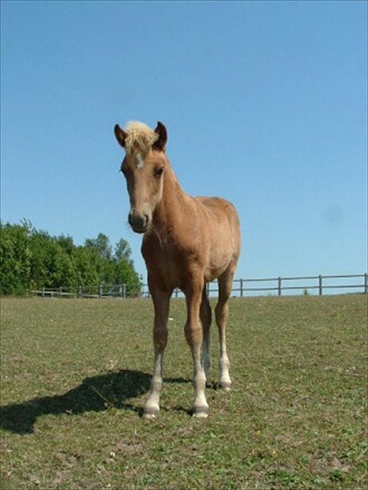 Islænder Sindri fra Teigar - Sindri 3 mdr. billede 3