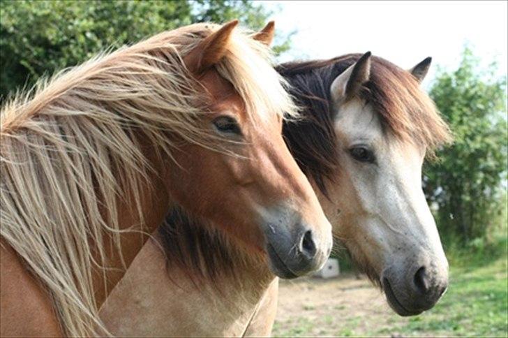 Islænder Sindri fra Teigar - Sindri og hans fold ven, Leikur billede 4