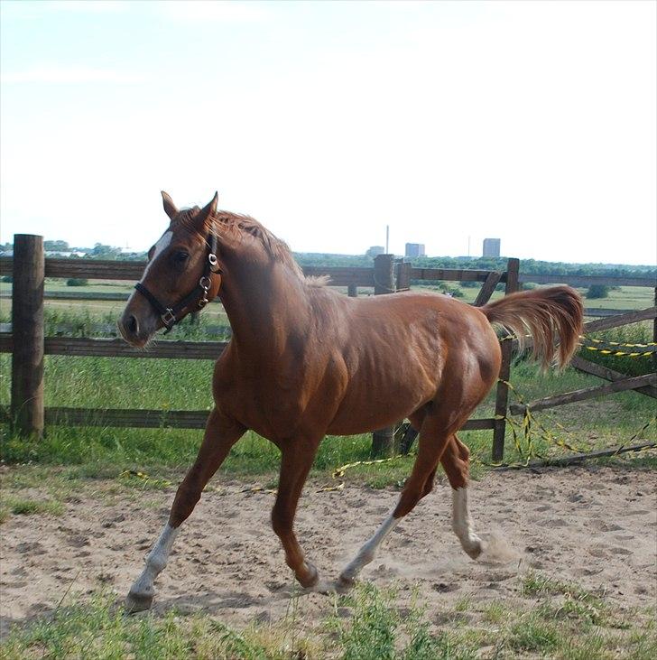 Dansk Varmblod Løths Quando billede 10