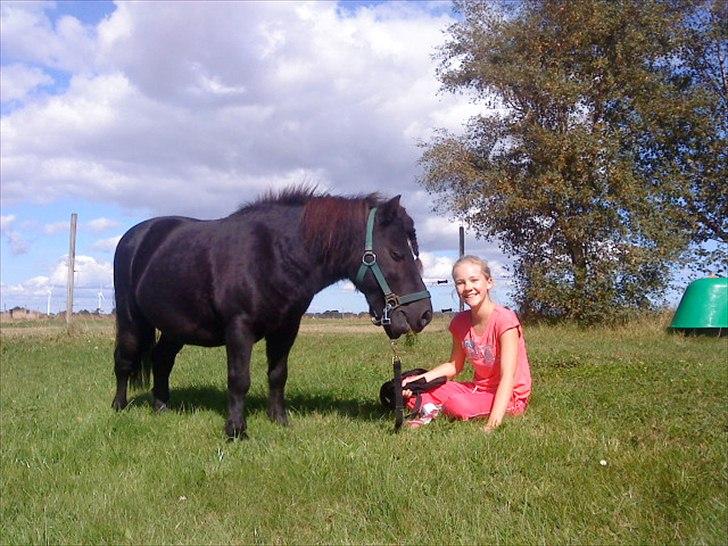 Shetlænder Boris (Trænede -> Solgt) - Boris & Line leger - sommer 2010 (-; billede 11