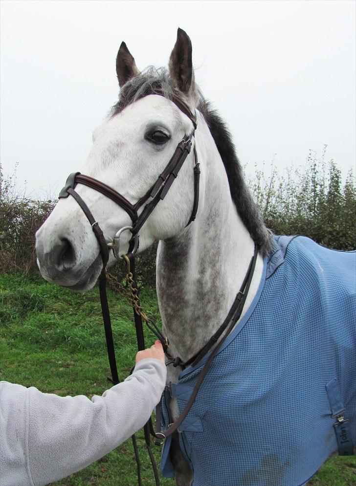 Anden særlig race Caecolley Dettingen - Staevne ved Kingswood - jeg var ikke i stand til at ride (skal vi kalde det "pludselig, ufrivillig afsidning"?), saa ejerens datter Rhiannon red ham i stedet. 20/11-10 billede 7