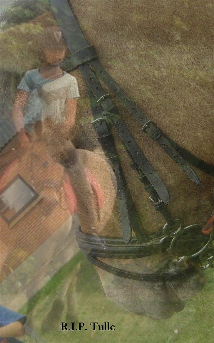 Fjordhest Tulle †  billede 20