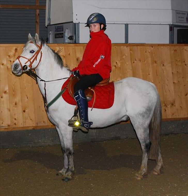 Welsh Pony (sec B) Korreborgs Rollo * SOLGT* - Rollo billede 7